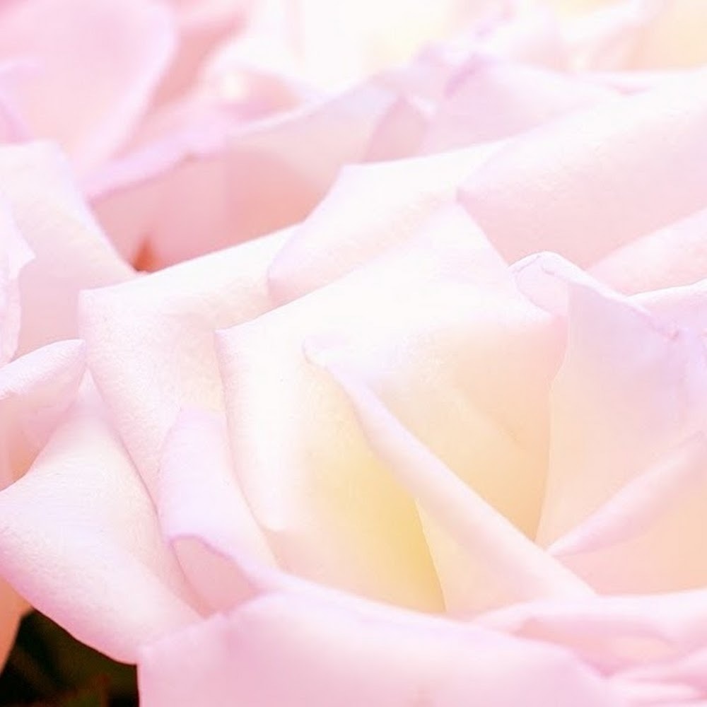 Meet your Posher, Bliss